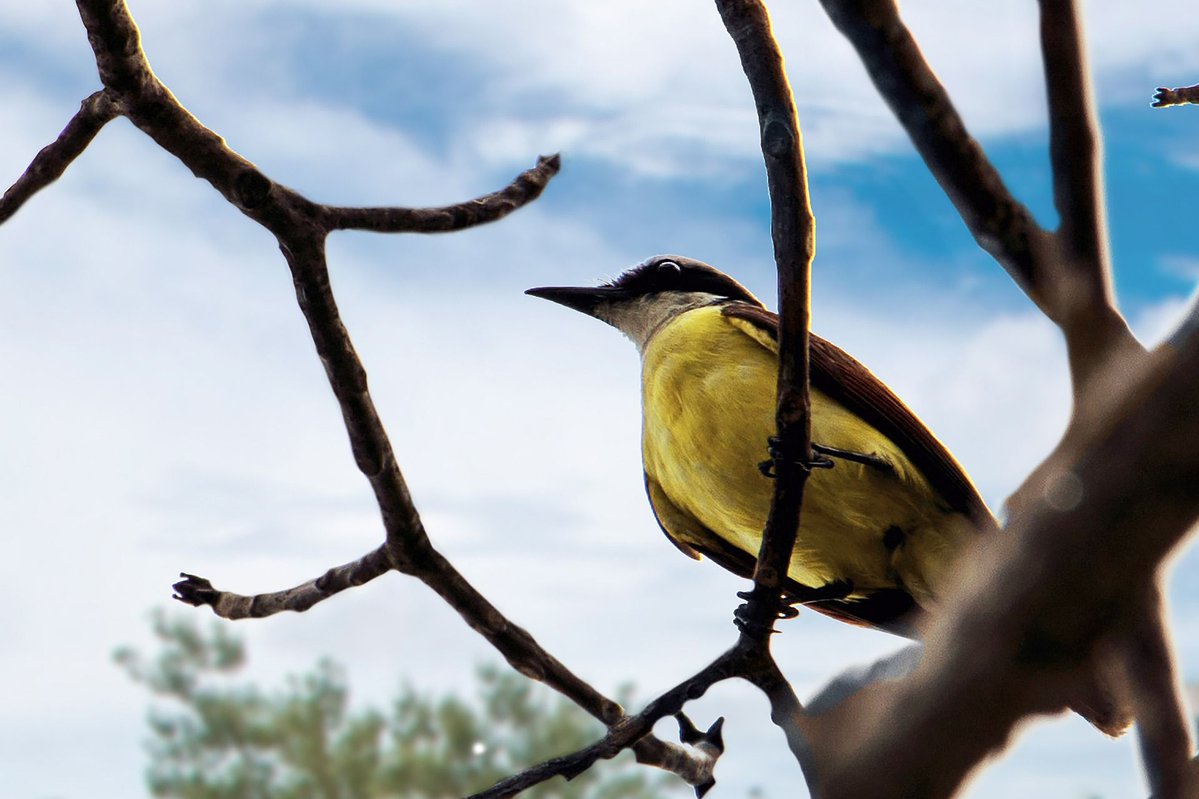 lakemburo's tweet photo. Hear the chatter of yellow-throated leafloves in Lake Mburo's thickets. It's music to a birder's ears! Visit https://t.co/05WkScn6t6  #lakemburonationalpark
#lakemburonationalparkuganda
#lakemburopark https://t.co/hrtOVPiCUv