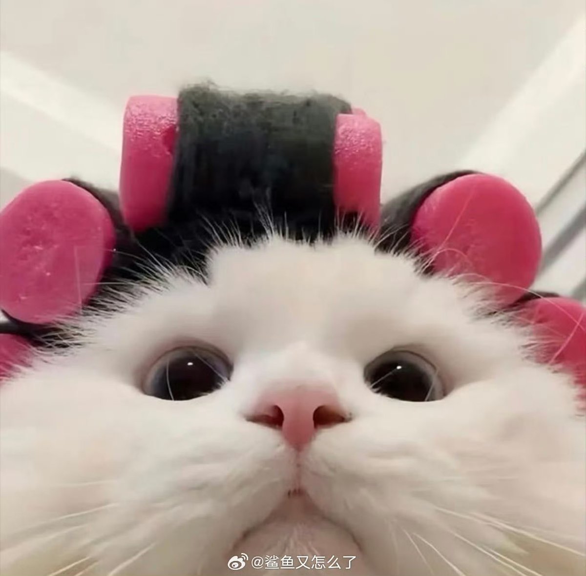 amxamor's tweet photo. เอนดุอะ55555555555555555555 https://t.co/Xwxi0Z5NaV