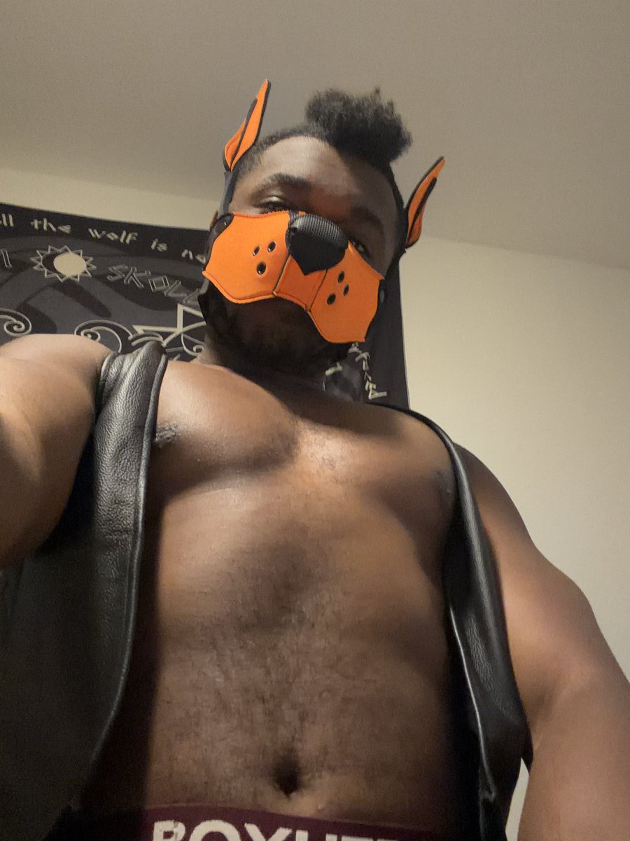 R0verPup's tweet photo. At least the vest still fits after like 2 years 🤷🧡 https://t.co/acvsUgmBGv