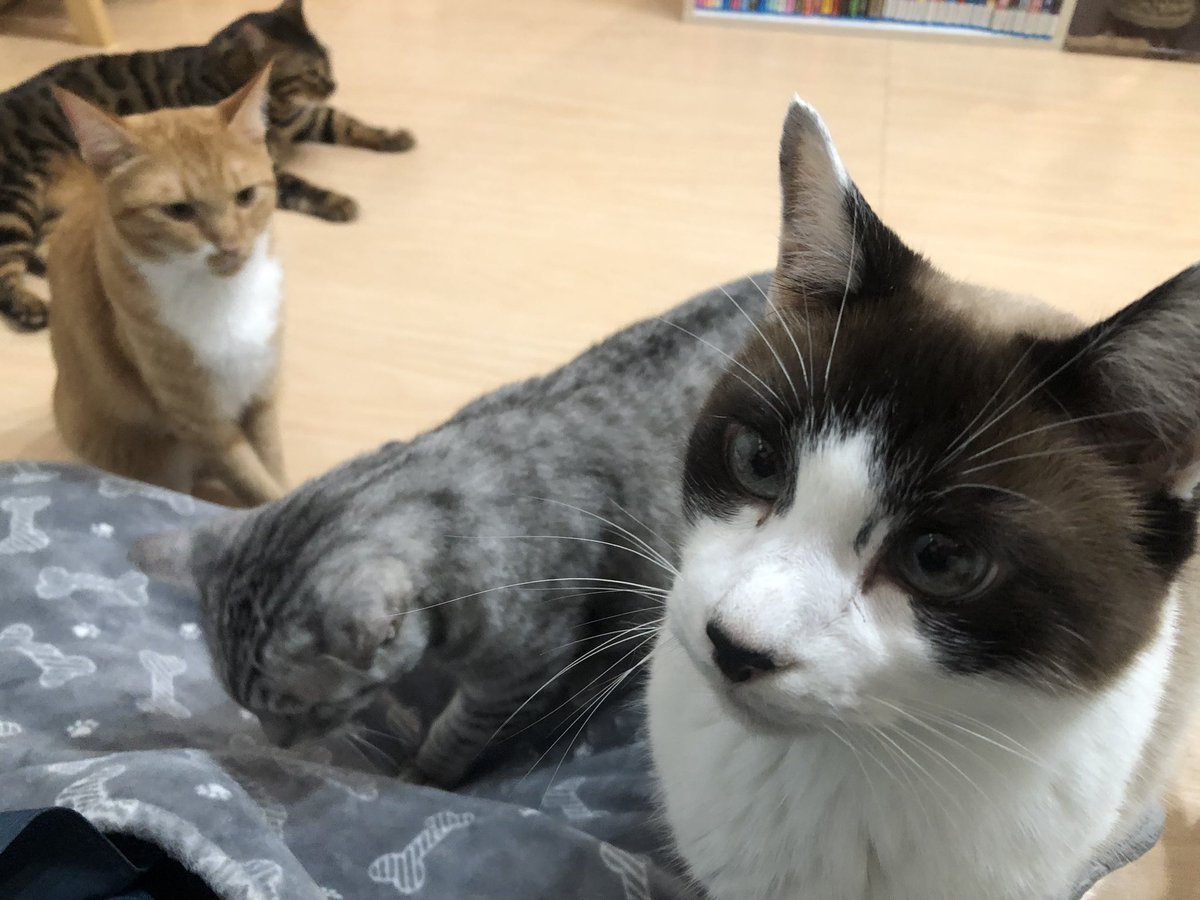 hanaya_yohee's tweet photo. NEKOTACHI https://t.co/a823CHavBe