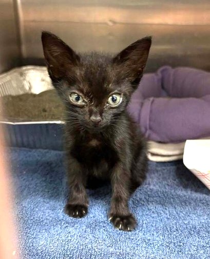 sachikoko's tweet photo. 🆘RESCUE &amp; PLEDGES NEEDED🆘THE SHELTER IS FULL🆘
🙏🏾PLZ #PLEDGE 2 SAVE MY LIFE
💰Goal Is $150
💖Tiny 5WO Black Baby Girl #Kitten "BUG"💖
😿💔Needs Out Of The Shelter ASAP!
🚨IS RESCUE ONLY🚨
▶️ID: 21280 https://t.co/ylZbeXua97
#Marietta, #GA @cobbkitties #Cat https://t.co/pyYi9yKQJo