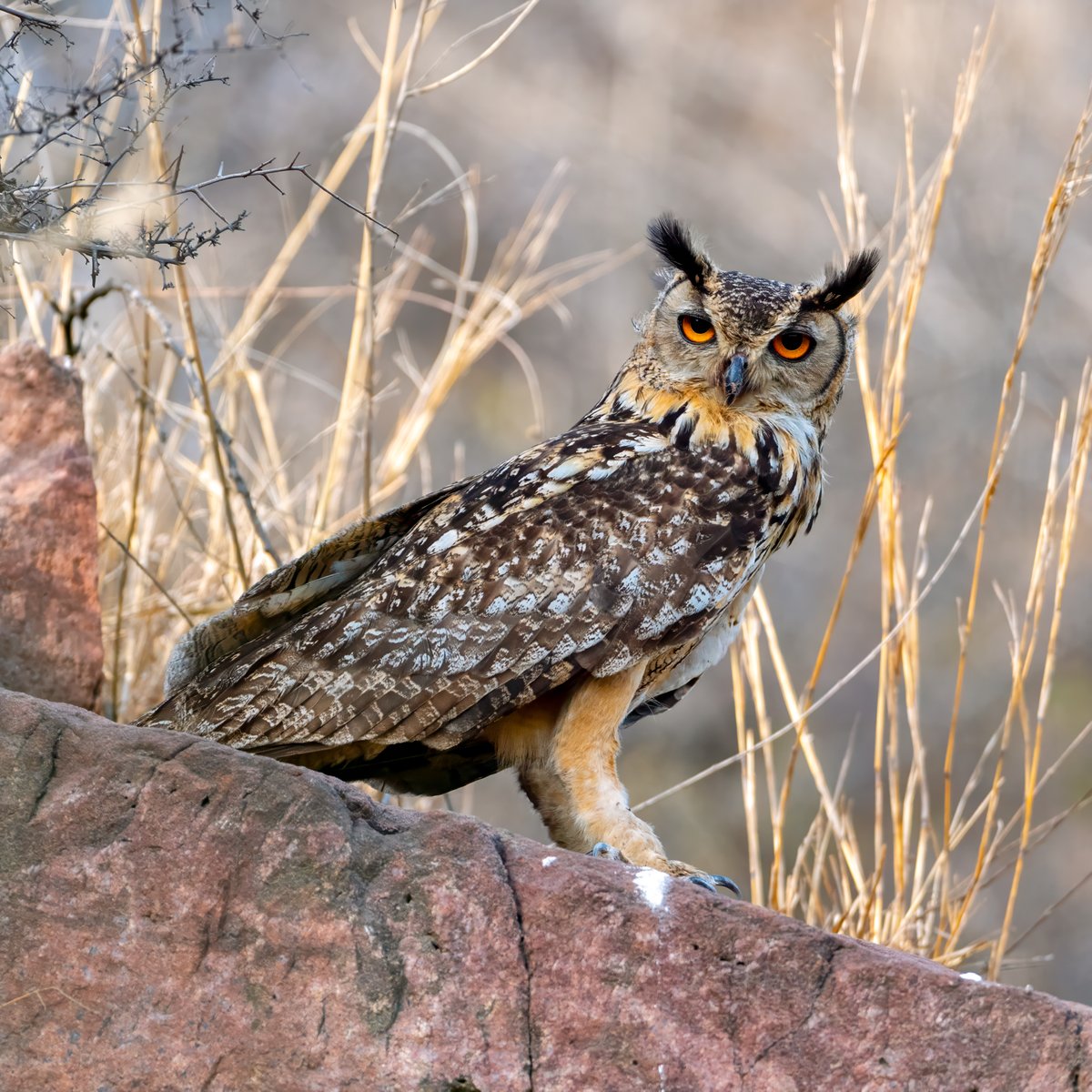 indian_pitta's tweet photo. Considering the Owl Awareness Day,

Share your Owl Photographs. https://t.co/srMmUHOHO4