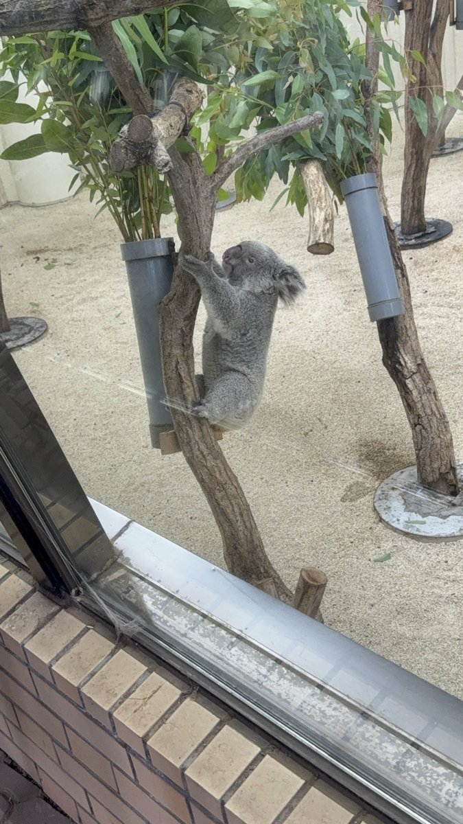 chanai39's tweet photo. 毎年私の行きたい所に
行ってくれる誕生日の人👨🏻‍🦱
コアラ見にきた🐨
可愛すぎぃぃぃ🐨❤️‍🔥

#埼玉県こども動物自然公園 https://t.co/CnwVdhqBb4