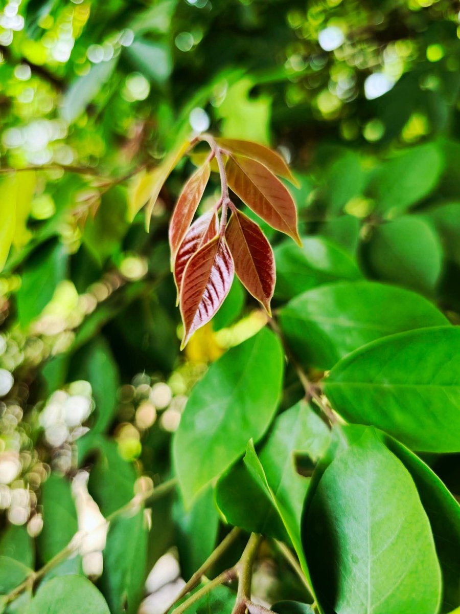 TrinaJahan's tweet photo. শুভ সকাল🌿🌿 https://t.co/wiD4hu3OqM