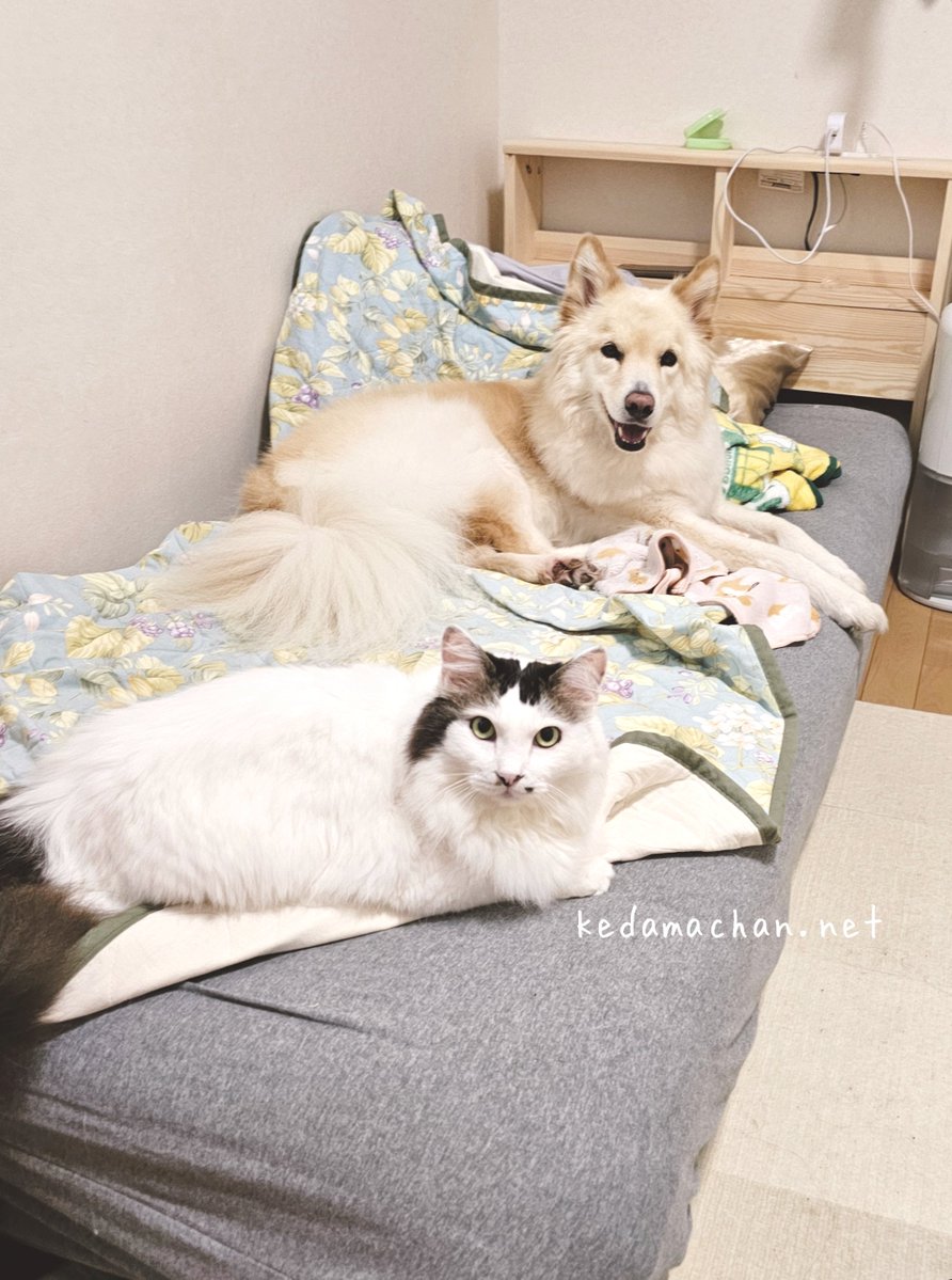 雑種犬つるちゃん🐶と猫🐱🐱 (@tsurutsuru710) / Posts / X