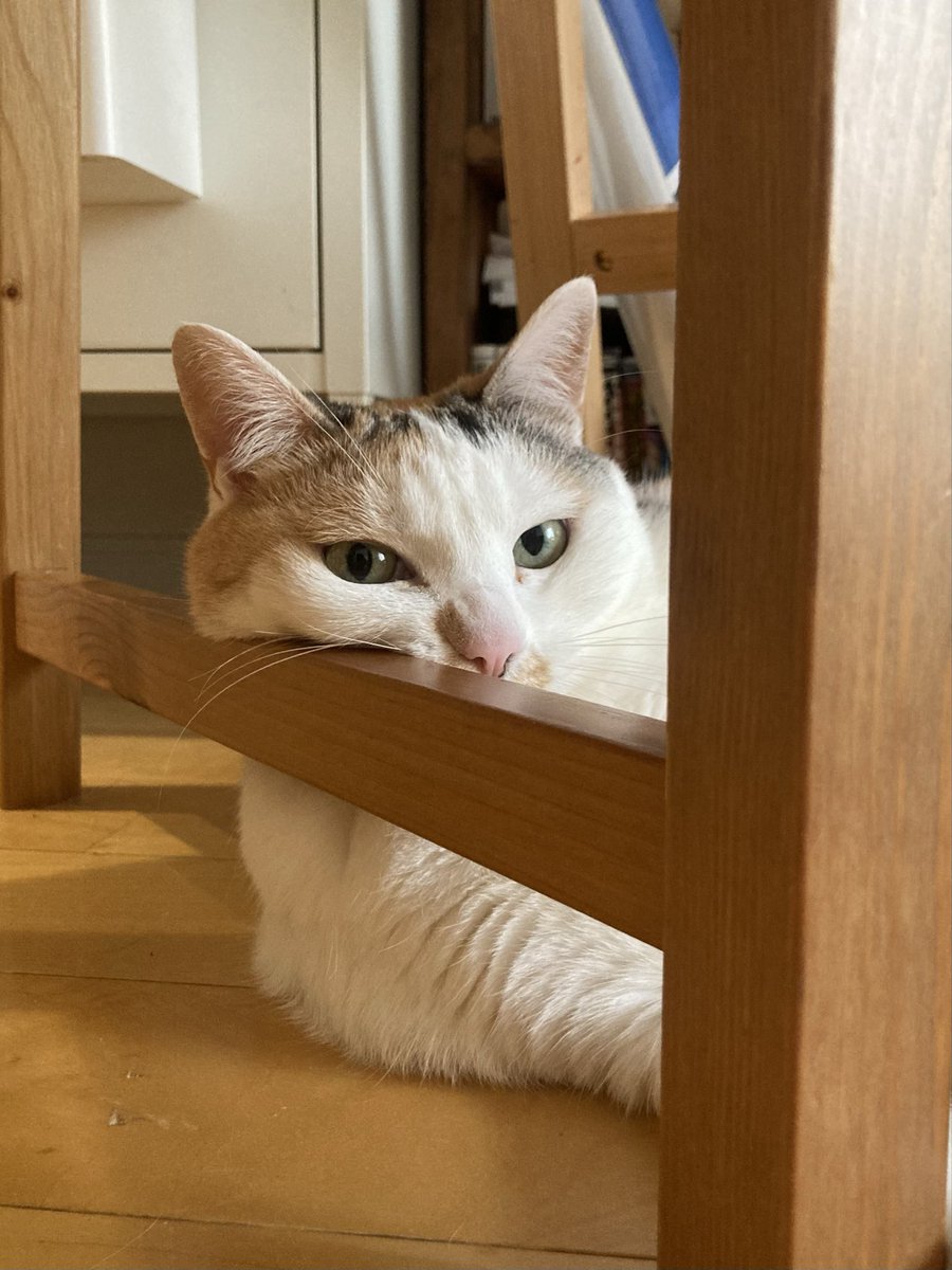mayucooooooo's tweet photo. 猫のチャリティ展示『CAT POWER 2026』は今日から折り返しです！cat loverのみなさま、後悔はさせませんのでぜひぜひ https://t.co/pYrIoXpqbe