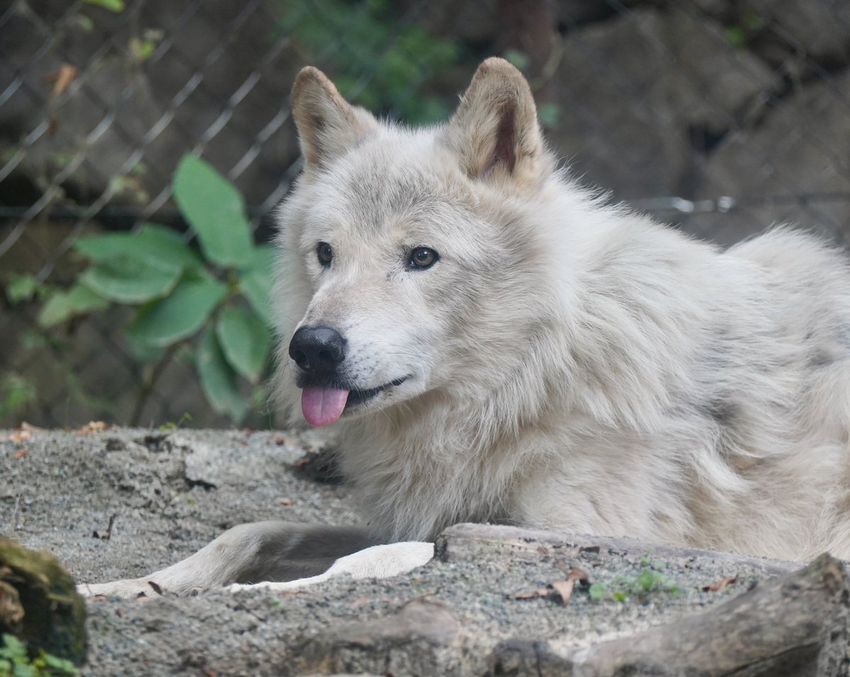 potatowolf358's tweet photo. ご冥福をお祈りします。

最後まで可愛い姿を見せてくれたユウキくん。
ありがとう。 https://t.co/SPWSZVe608