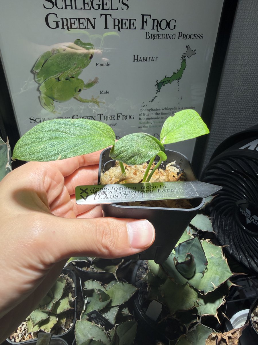 living_allf's tweet photo. 全然投稿あげてなかったですね
最近はアクアトトぎふ行ったり､アズレウス上陸オタマ沢山産まれたり､ホマロメナ鮫肌買ったり､アガベ増やしたり色々やってます https://t.co/BnXqmcnbdA