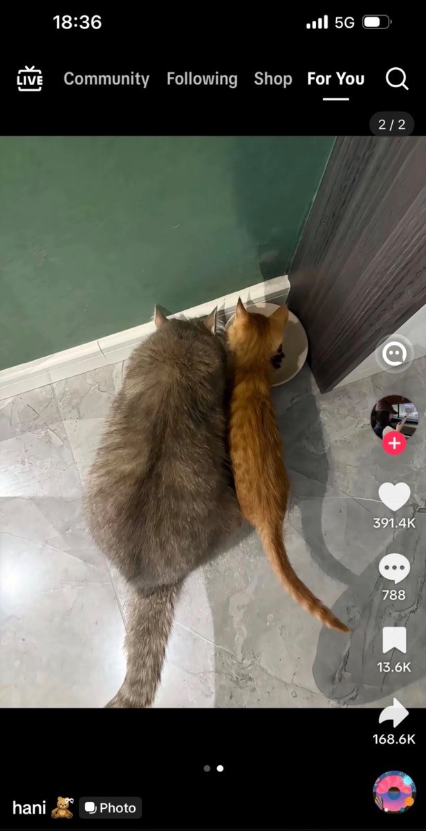 eleahil's tweet photo. edtt is insane, because wdym there is comparisonspo for CATS now. 🫩 https://t.co/d2xPhbivKJ