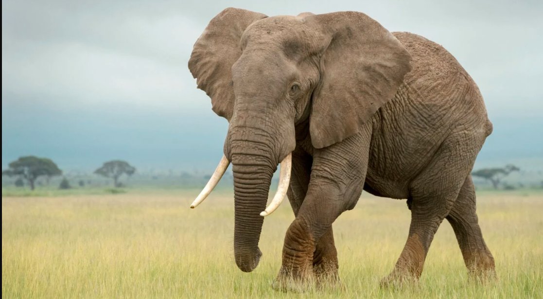 YoAmoaLaCiencia's tweet photo. Más de 30 mil partes de elefante entraron a México: el negocio de los artículos de lujo

De enero de 2024 a junio de 2026, México registró el movimiento comercial de 30,321 partes de elefante además de 660 kilogramos de derivados de estos animales.

La SEMARNAT, bajo el mando de Alicia Bárcena,  proporcionó mediante una solicitud en la Plataforma Nacional de Transparencia los registros de aprovechamiento de especies. 

En el caso de elefantes son 487 operaciones relacionadas con 192 permisos CITES que la SEMARNAT avaló.

Cada permiso corresponde a un folio que identifica un ejemplar, aunque ese mismo ejemplar puede registrarse fragmentado en múltiples partes para efectos del comercio internacional. 

Uno de los casos más extremos corresponde a un solo elefante registrado como 1,034 "piezas" para su importación a México, pese a que el permiso no identifica el país de origen.

De estos 406 movimientos son de reexportación, lo que significa que las partes de elefante fueron validadas por autoridades mexicanas para autorizar su salida.

México no sólo participa como país importador, existen permisos de reexportación mediante los cuales partes de elefante que pasaron por territorio nacional. 

Para  posteriormente enviarlas a terceros países, principalmente Estados Unidos, además de España, Guatemala, Honduras y Costa Rica.

Sin embargo, en esta base de datos hay reexportaciones cuyo país de origen fue registrado simplemente como "Desconocido": 

Así como operaciones donde ni siquiera la especie fue identificada.

Tratándose de comercio internacional regulado ¿por qué el gobierno de Sheinbaum tiene registros con folios pero sin información del origen legal? 

¿Cómo es que validaron una reexportación sin información de origen?

Detrás del comercio de partes de elefantes existe un mercado internacional de artículos de lujo. La piel de elefante puede destinarse a la fabricación de botas, cinturones, carteras, bolsos, correas de reloj y otros productos de peletería.

¿Pudo ingresar marfil a México? Es posible. 

CITES mantiene excepciones que permiten el comercio de marfil procedente de algunas poblaciones de elefante africano de Botsuana, Namibia, Sudáfrica y Zimbabue.

Y la base de datos de la SEMARNAT indica que la mayoría de ingresos son de partes provenientes de Sudáfrica y Zimbabue. 

Sin embargo estos registros únicamente indican cantidades pero no describen de qué parte se tratan.

Para conocer esa información sería necesario revisar los pedimentos aduaneros, pero la Secretaría de Hacienda mantiene esos documentos protegidos por el secreto fiscal. 

Por lo que identificar qué derivados ingresaron implicaría revisar manualmente millones de registros aduaneros para localizar cada operación vinculada con los permisos CITES.

Más de 26 mil partes de elefante pasaron por la autorización de México únicamente para llegar a otros países ¿Por qué no se enviaron directamente?

¿Qué gana México al ser intermediario en el comercio internacional de elefantes o, mejor dicho, quiénes se están beneficiando?