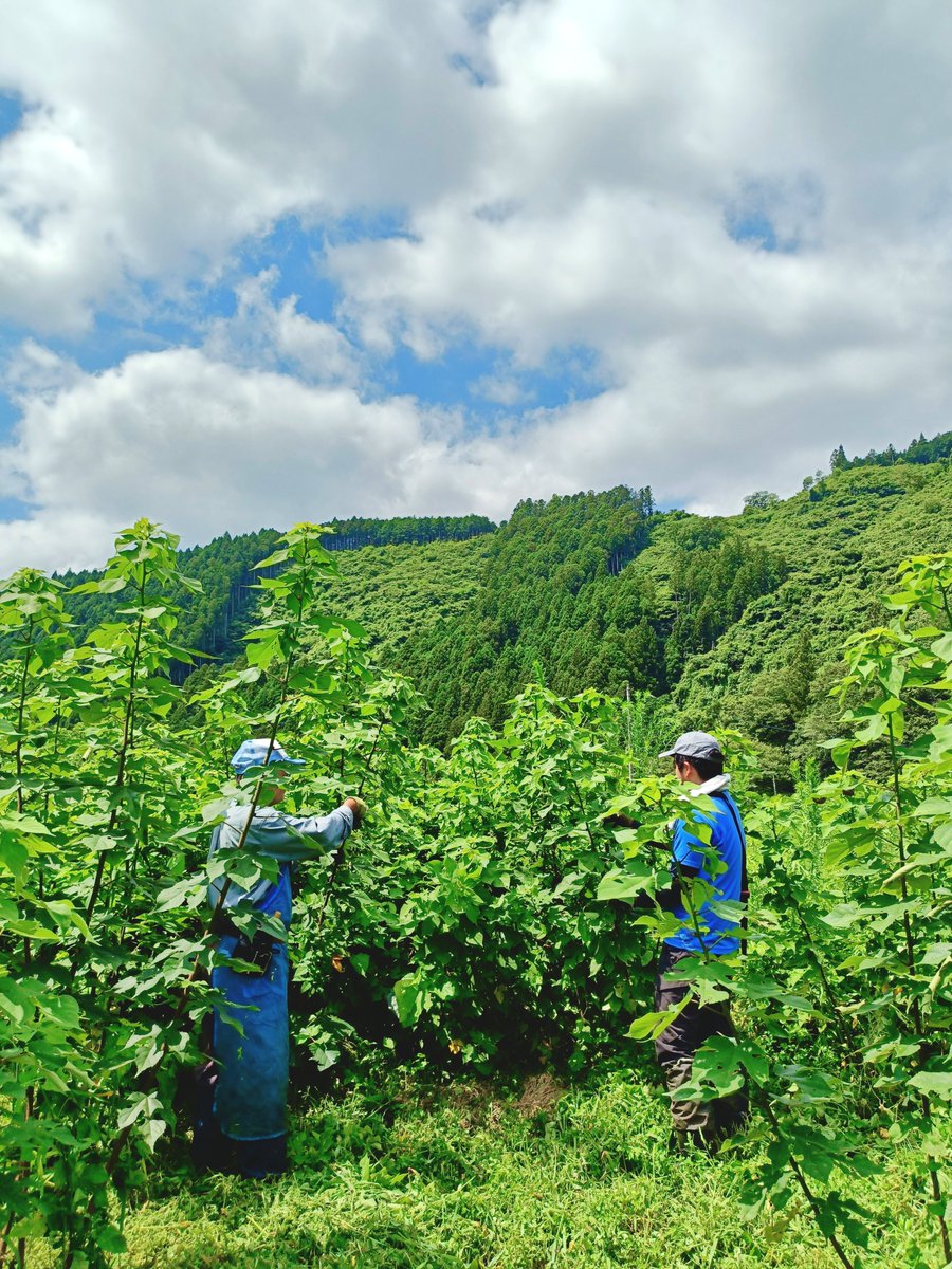 tohnotikiokoshi's tweet photo. 今日は8月の草刈り初日👊
楮の芽欠き＆間引きも継続中♾️
右は勿来海岸🌊海風が心地よい👍️
#いわき市
#遠野町
#遠野和紙 https://t.co/KSA2HvIry2