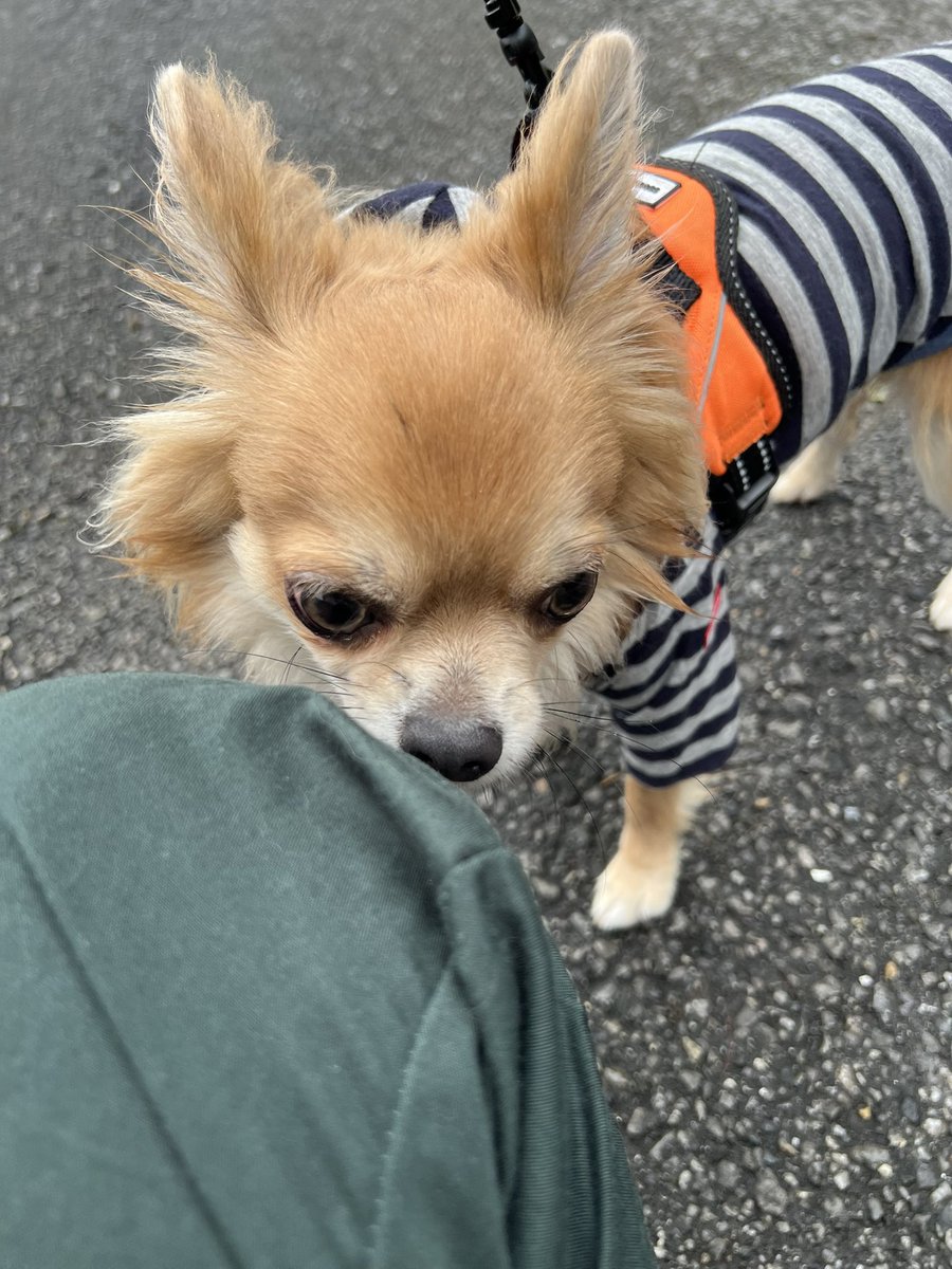 ninjin_boat's tweet photo. 信じられるか？
８月なのに外気温が17℃だ
人間も犬も長袖だわ https://t.co/XwNrTf4mhe