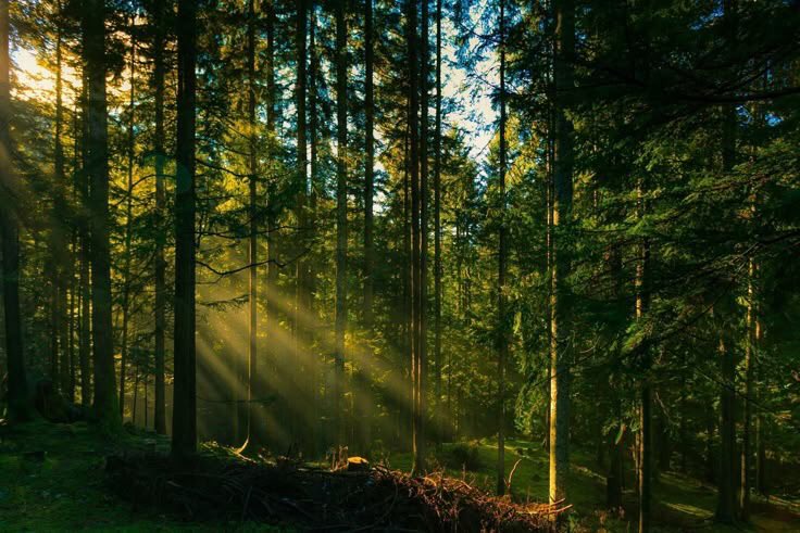 WhispersOftw's tweet photo. Morning light cutting through the noise. 🌲✨ https://t.co/QXSwgc1bfq