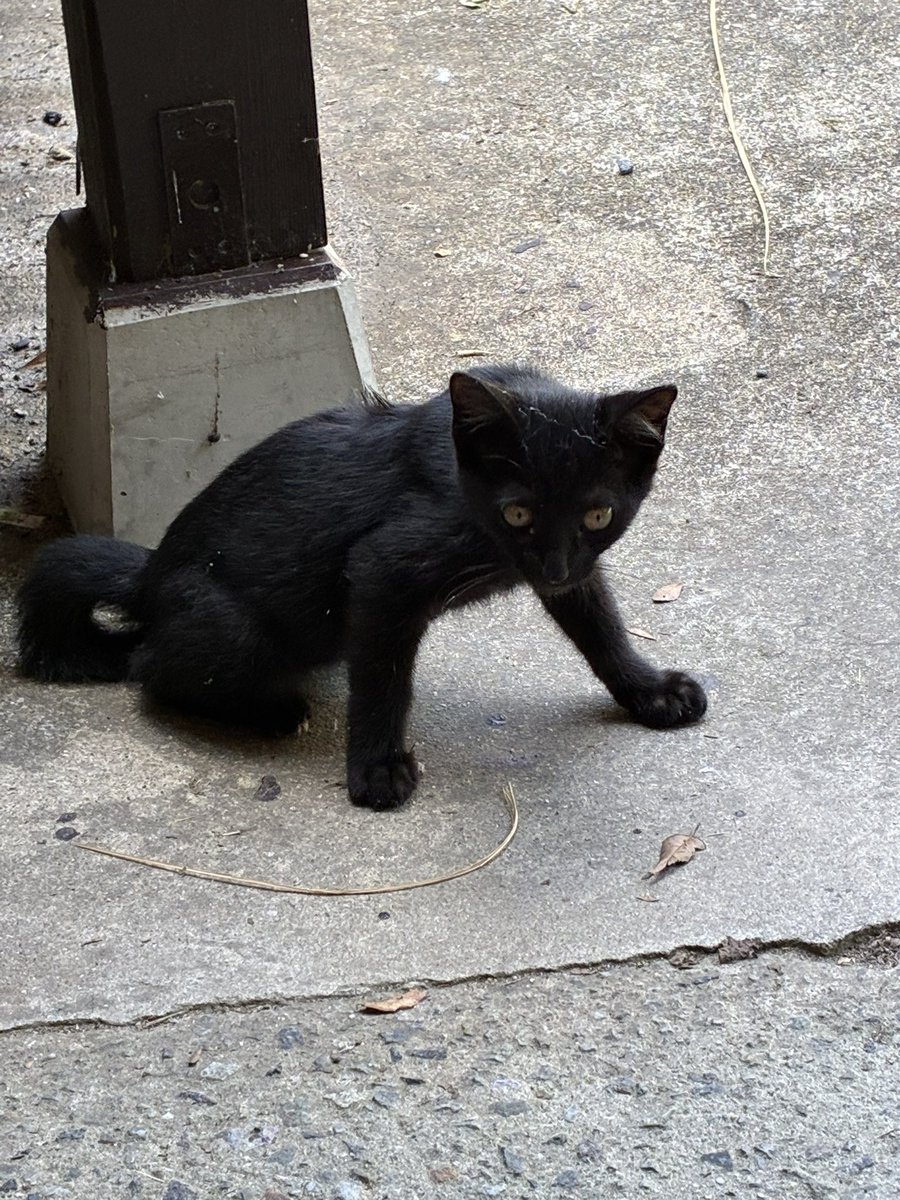 Fc10Ta's tweet photo. 子猫に遭遇した https://t.co/EMuTKaYEs1