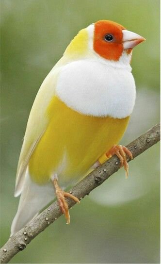 birdslover512's tweet photo. ❤️ "Nature never goes out of style." https://t.co/z9GUw8W0ph