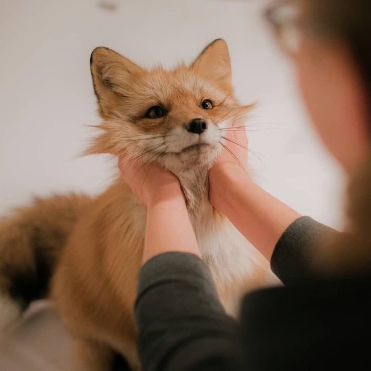 NatureAnimalw's tweet photo. https://t.co/eSOmrmWQvm