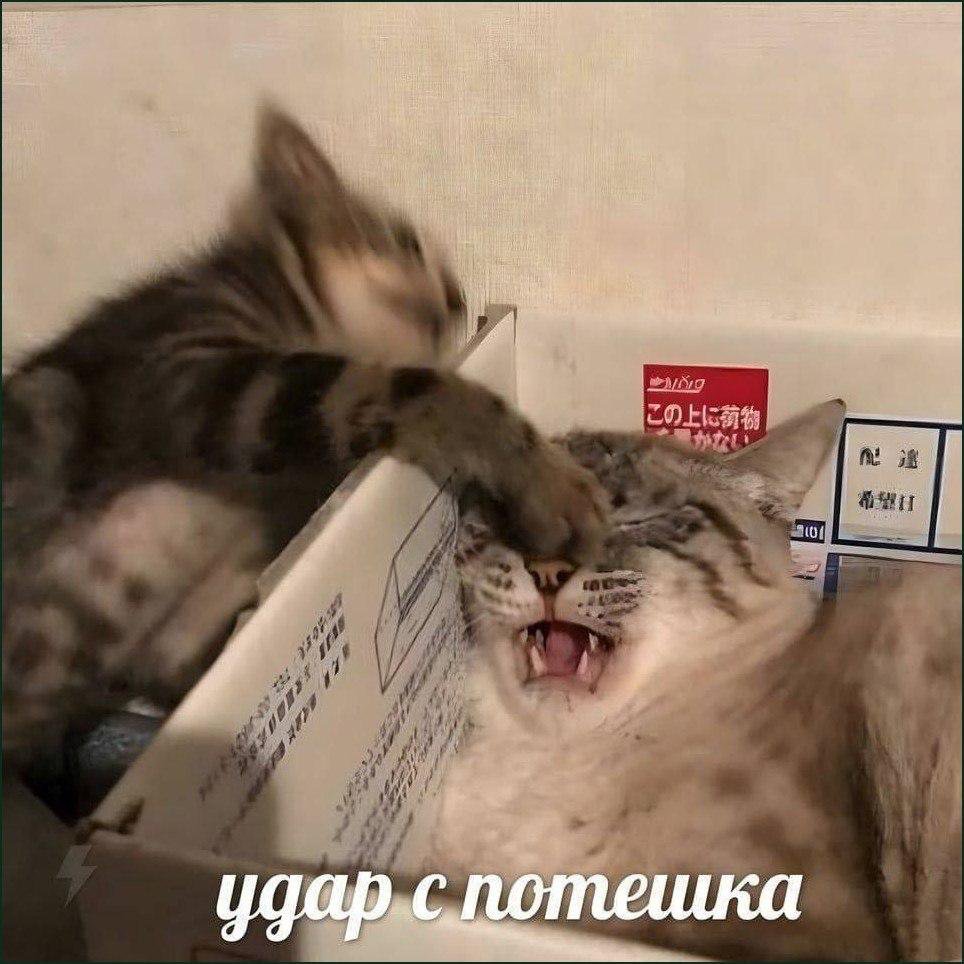 Gribanov's tweet photo. https://t.co/YVZiJHzPx0