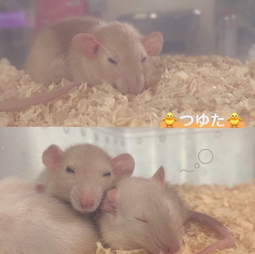 mb8lnmm's tweet photo. 家の子がねじゅみの惑星に帰還
した事はあまり書かないタイプ
なのですが今日は報告します🐀｡°
つゆたが今朝眠る様に旅立ちました
1才8ヶ月でした、つゆたの事を
見守って愛してくれたみなさん本当に
ありがとうございました。
とっても甘えん坊な優しいねじゅみ
でした☺️🧡 https://t.co/J2bSpDoRg5