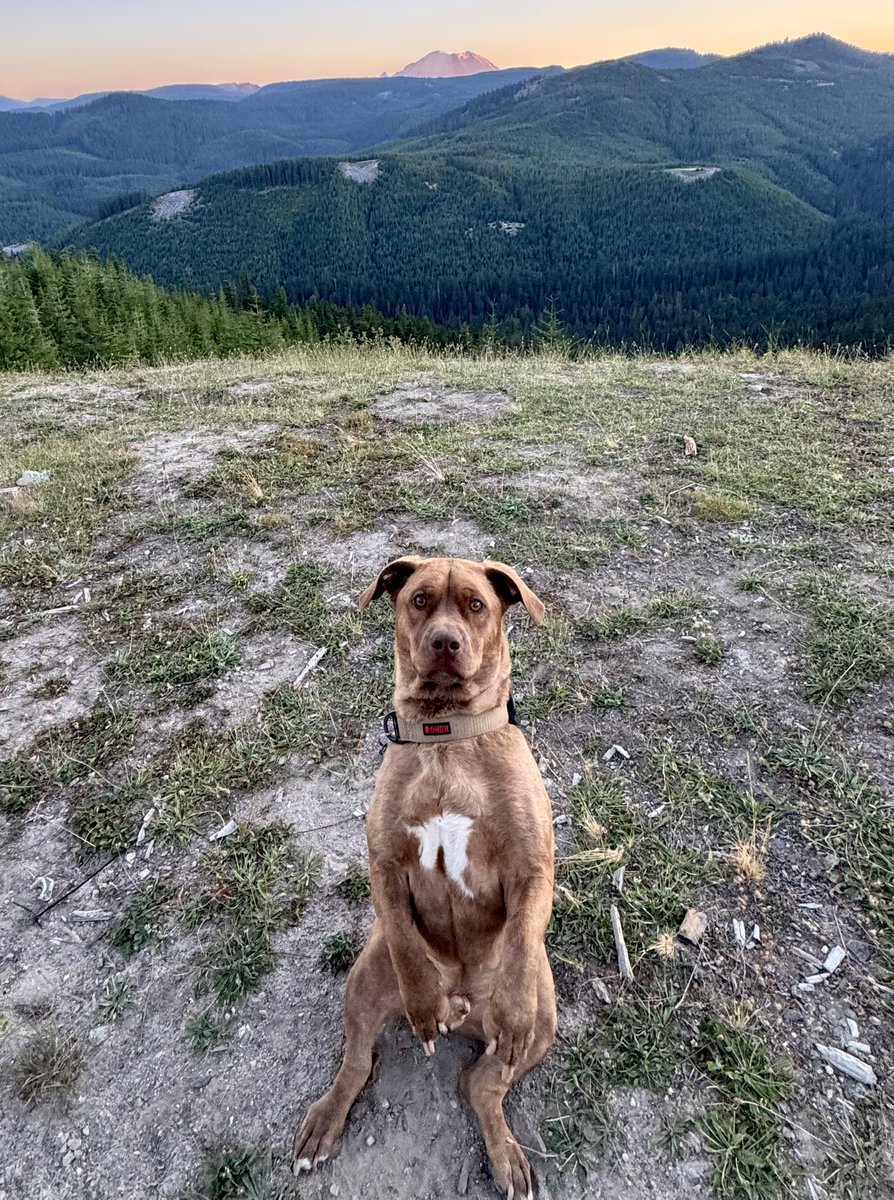 sallythejeep's tweet photo. JAK the Jeep Dog says you need to come play on the trail! 

Get a Jeep and let your Jeep Dog be your navigator. JAK always finds us a cool spot to take a break on the trail. https://t.co/GLFl4Xv9AS