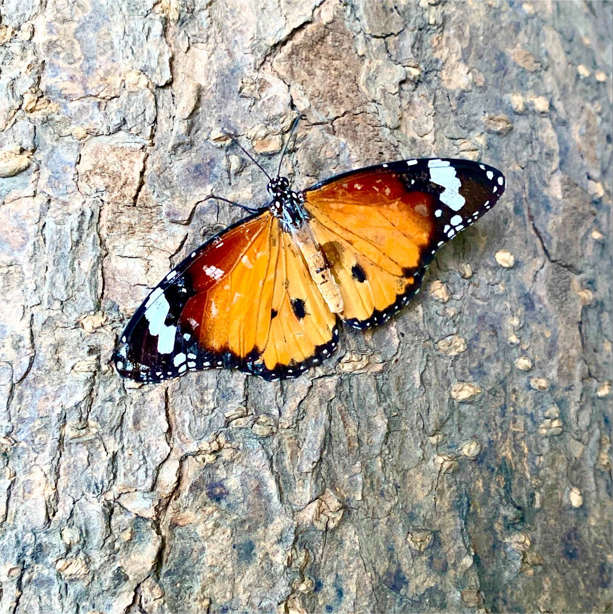 nisharai_ggc's tweet photo. The butterfly told me if you can’t fly high , Fly Free !!
#NatureTuesday
#TitliTuesday
#IndiAves
@ParveenKaswan https://t.co/ZFlPzUmoQc