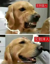 Abyss_Code_El's tweet photo. @ksfeisirjp @Hocz66 傻逼殖狗什么事情都能拐到老中，又急又红温🤣➡️🤡 https://t.co/1vUVbiTD7G