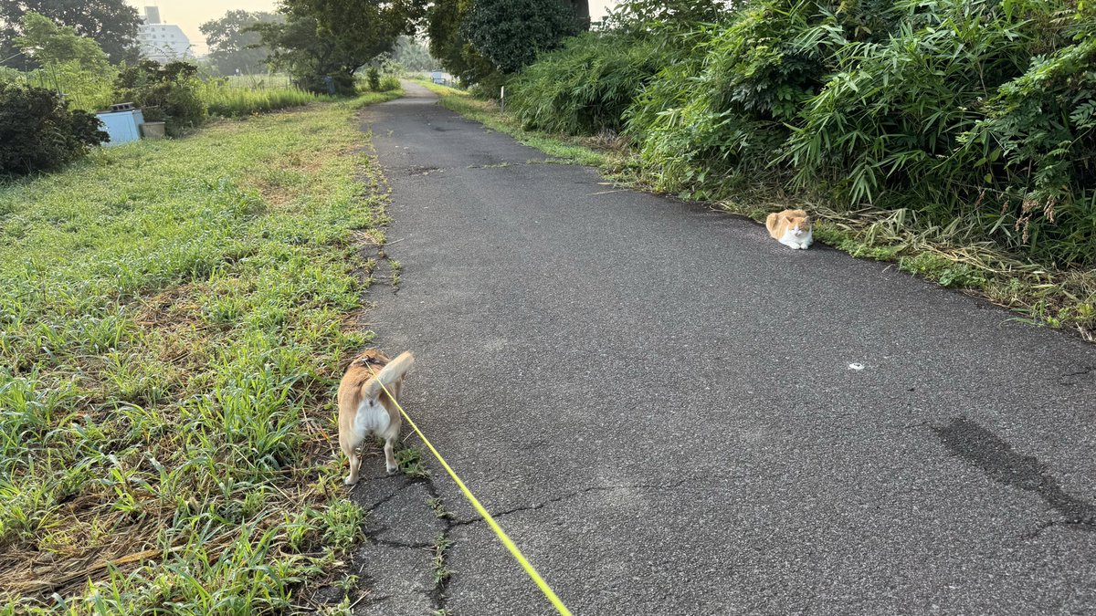 enchan1963's tweet photo. きょうは早朝5時から
休む暇なく忙しい！😵💦

自治会町内の巡回パトロール
地域集合墓地内の我が家のお墓清掃
家神様の整理整頓✨👼✨🙏🏻
お米2体(30+30=60kg)回収
訪問診療医師と面談＆処方箋発注

午後から再入院中のお義父さんとの面会

まるで海流魚の様だ〜〜😵🌀💧 https://t.co/KtdQ555i2e