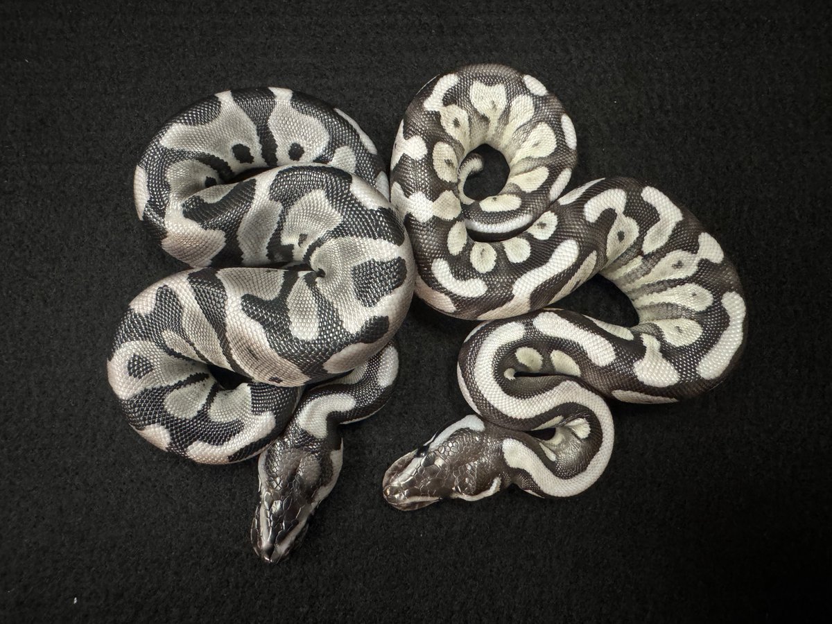 WING_21's tweet photo. WING21

2026年8月1日ハッチ
産卵から75日目💦

Mojave Het VPI Axanthic
✖️
Leopard VPI Axanthic

#WING21 
#ボールパイソン 
#BallPython 
#Pythonregius

販売時はXにポスト致します。
レオパードモハベVPIアザン綺麗です。 https://t.co/pHcei5pL8p