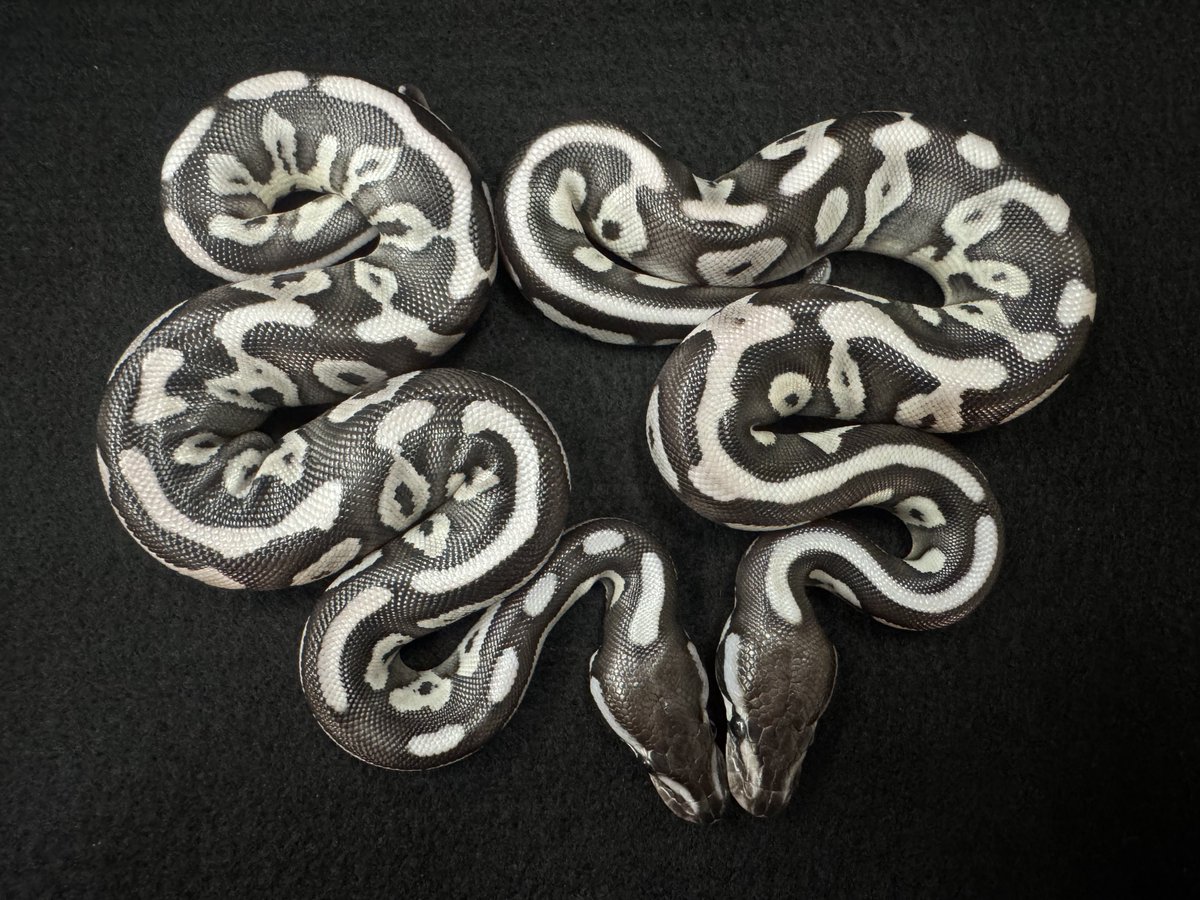 WING_21's tweet photo. WING21

2026年8月1日ハッチ
産卵から75日目💦

Mojave Het VPI Axanthic
✖️
Leopard VPI Axanthic

#WING21 
#ボールパイソン 
#BallPython 
#Pythonregius

販売時はXにポスト致します。
レオパードモハベVPIアザン綺麗です。 https://t.co/pHcei5pL8p