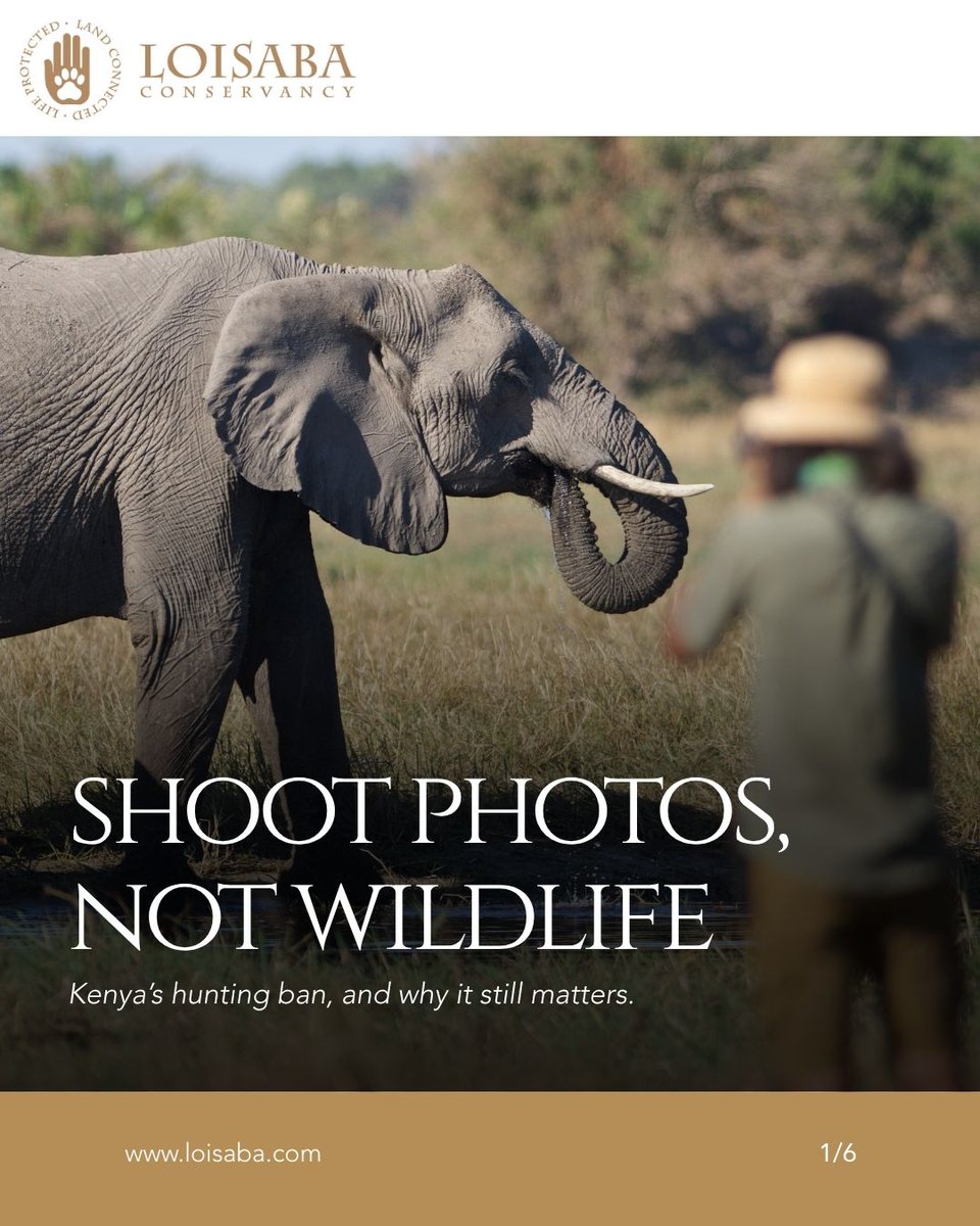 Loisaba's tweet photo. Kenya banned trophy hunting in 1977 - visit to support.
#LandConnectedLifeProtected #LoisabaConservancy #HuntingBan #NoHunting #SupportWildlife #ProtectNature #ConservationEfforts #KenyaWildlife #SustainableTourism #EcoTravel https://t.co/WSCAyxNOoX