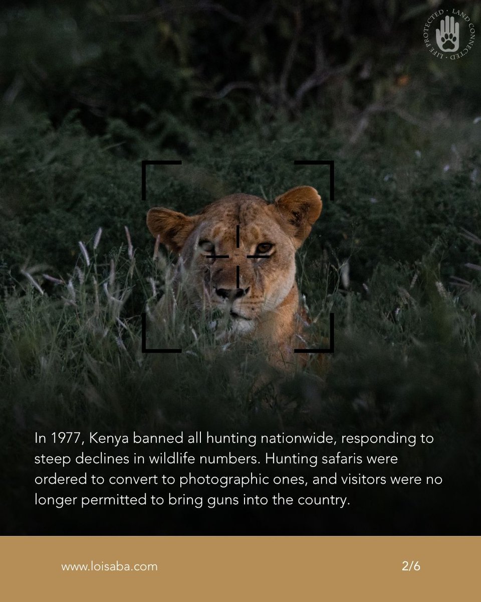 Loisaba's tweet photo. Kenya banned trophy hunting in 1977 - visit to support.
#LandConnectedLifeProtected #LoisabaConservancy #HuntingBan #NoHunting #SupportWildlife #ProtectNature #ConservationEfforts #KenyaWildlife #SustainableTourism #EcoTravel https://t.co/WSCAyxNOoX