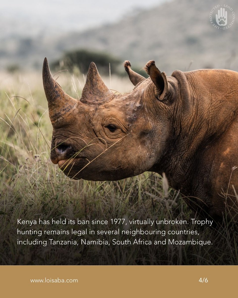 Loisaba's tweet photo. Kenya banned trophy hunting in 1977 - visit to support.
#LandConnectedLifeProtected #LoisabaConservancy #HuntingBan #NoHunting #SupportWildlife #ProtectNature #ConservationEfforts #KenyaWildlife #SustainableTourism #EcoTravel https://t.co/WSCAyxNOoX