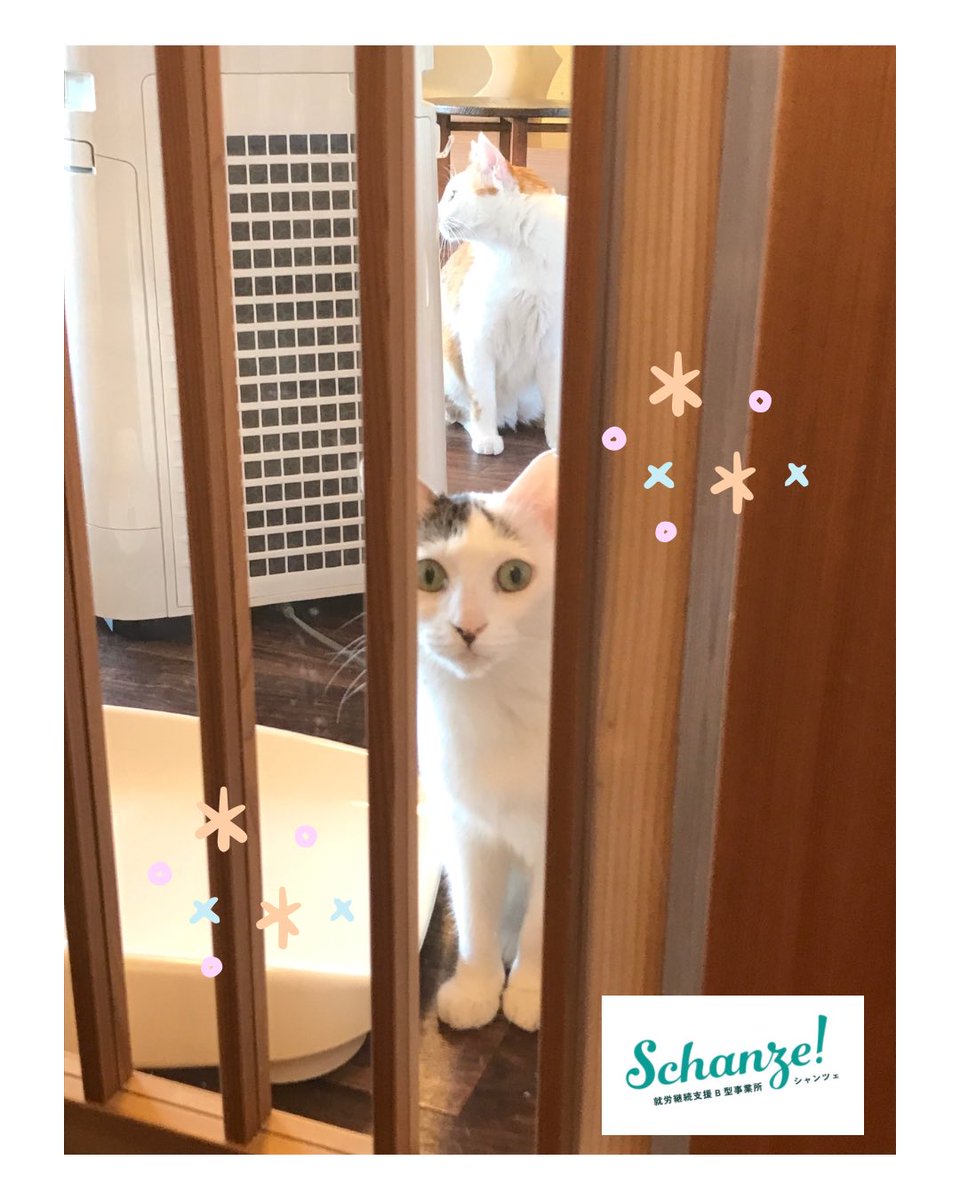 schanze111's tweet photo. 本日8/4(火)岐阜県庁にて猫影グッズ販売を行なっています🐈
手作りの猫ちゃん用おもちゃ、猫ちゃんモチーフアクセサリー(人用)、話題の目印チャーム等があります🎀
お待ちしてます❗️ https://t.co/Rzik9H4btK