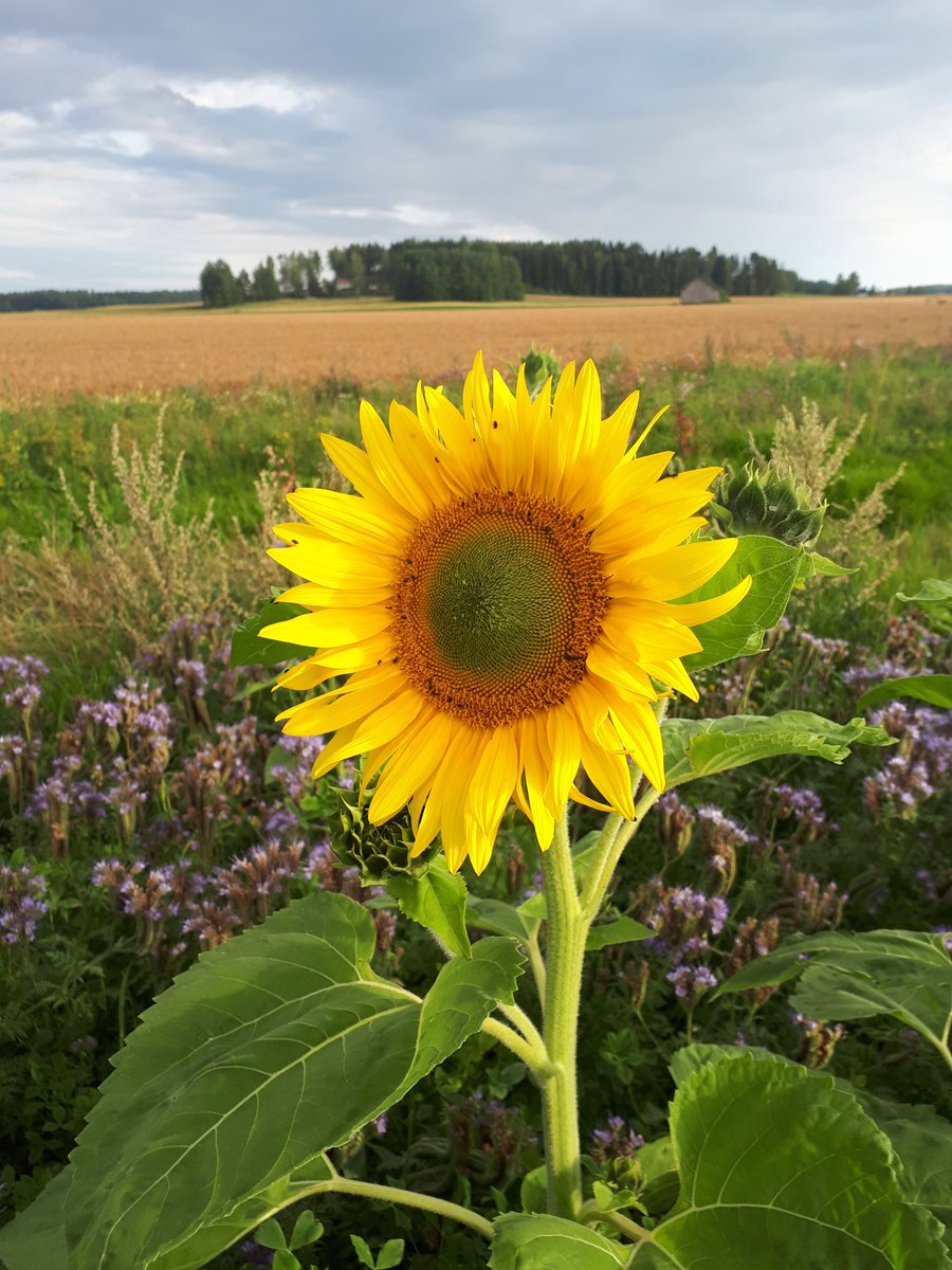 LoviisaKymp's tweet photo. #Loviisa #Lovisa https://t.co/YebxYH5uZk