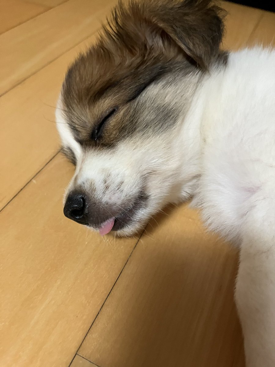 yeoreum0728's tweet photo. 혀 빼고 자는 바보강아지 실존 . . . https://t.co/5MzqhYJhig