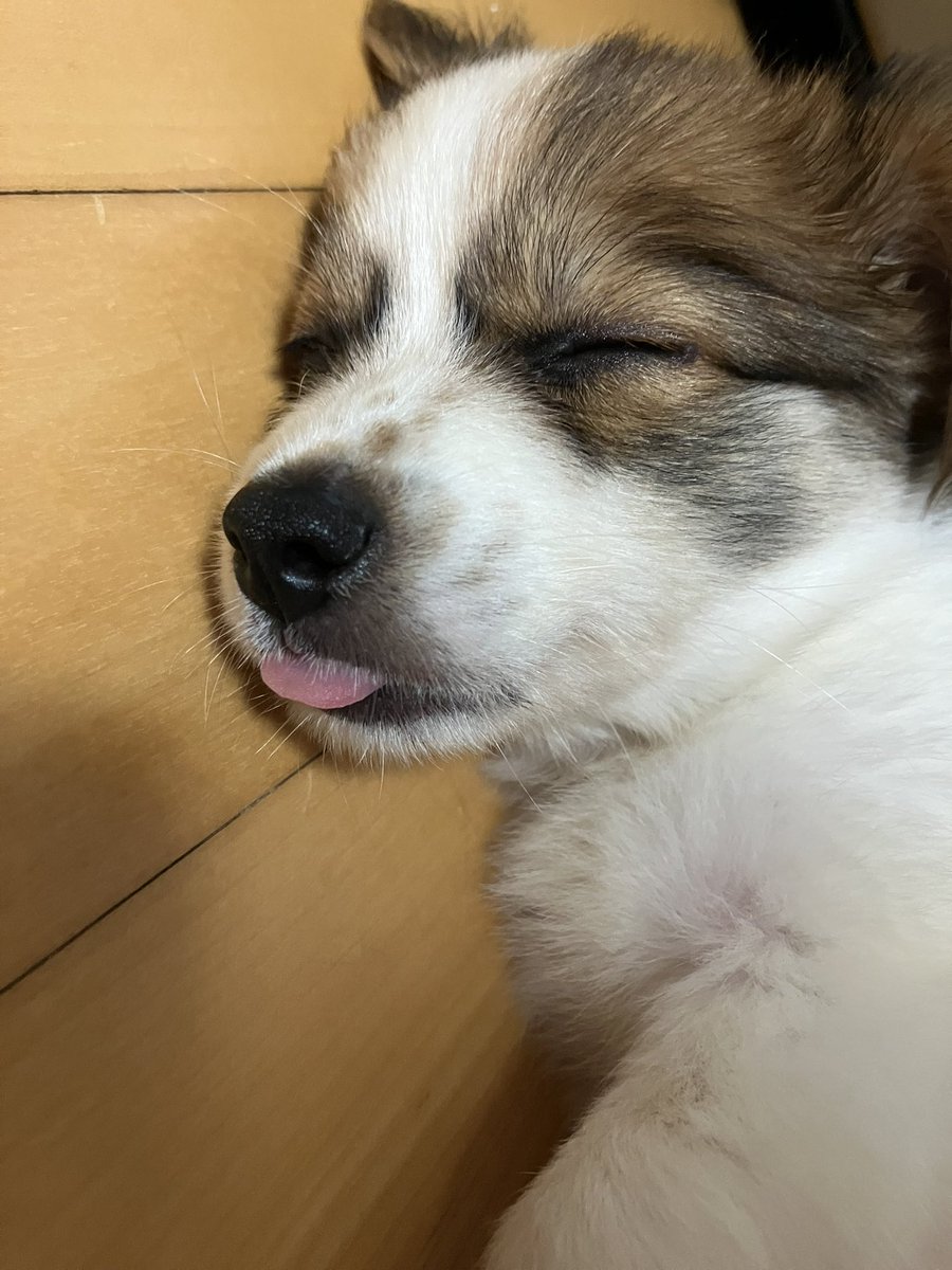 yeoreum0728's tweet photo. 혀 빼고 자는 바보강아지 실존 . . . https://t.co/5MzqhYJhig
