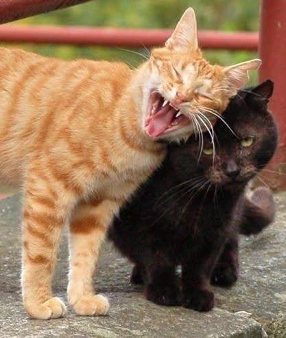 opussnero's tweet photo. Moin moin 🥵
@sattler_kirsten https://t.co/AvS2FiJso1