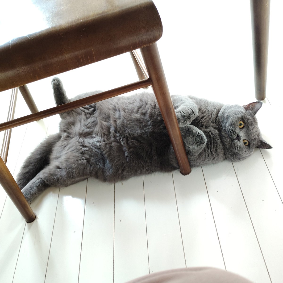 chocopara1's tweet photo. 触っていいとは言ってない

#ブリティッシュショートヘア https://t.co/4UKXFEi6KG