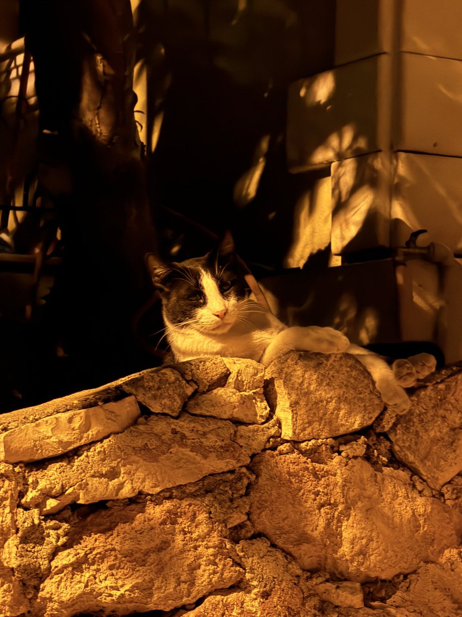 Nerisaafm's tweet photo. 土耳其的猫 https://t.co/EwlJYSH8vE