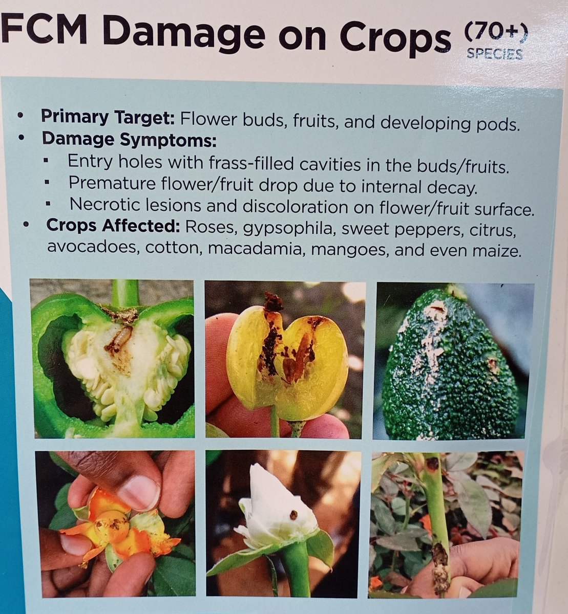 StephenO39138's tweet photo. FCM has devastating effects on yields and profits... It demands serious care https://t.co/qxbl96YEim