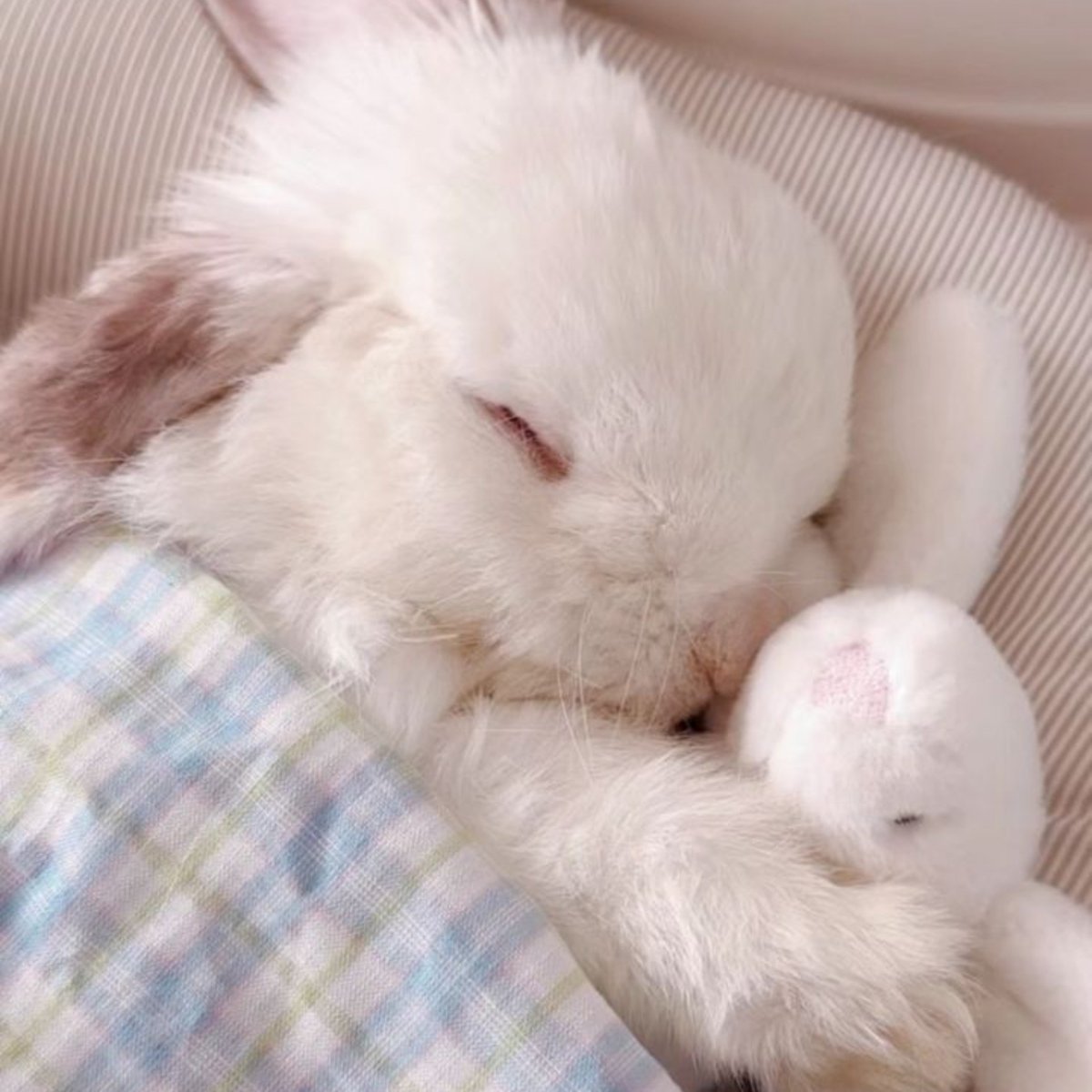 ivtillw's tweet photo. does he know how adorable he is https://t.co/VWxrXlh5KH