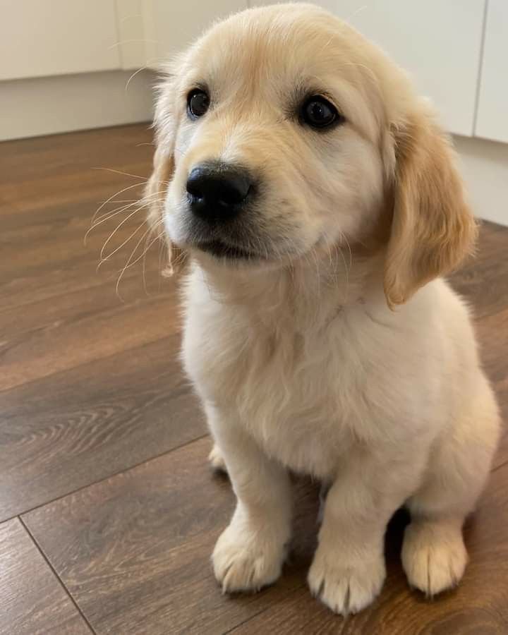 petpopular's tweet photo. Adorable puppy https://t.co/Psrlp1rCEa