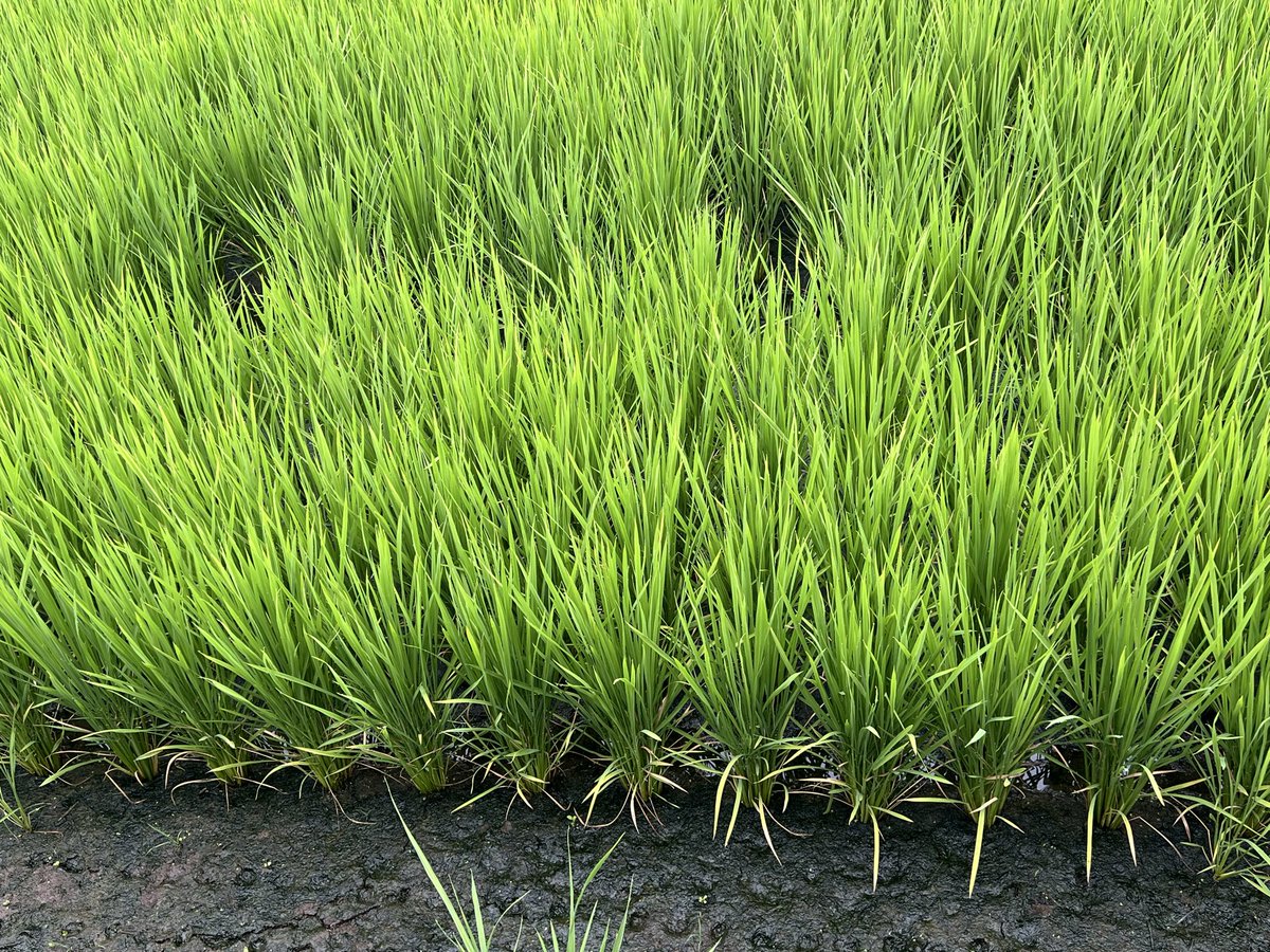 imamikatami's tweet photo. こんにちは☀️雨はどこへ⁉️
わが🏠上空を忘れてませんかぁあ⁉️
今朝は胃が痛くて目覚めました。この分だと仕事に行けないと…当番なので準備してたら吐き気が🤢
吐いても胃からは胃液のみ。が楽になりました。朝はジュースのみで。
昼は米粉パンと飲み物のみに。
暑さはじめ精神的なストレスかと😫 https://t.co/xnxAwkSlGX