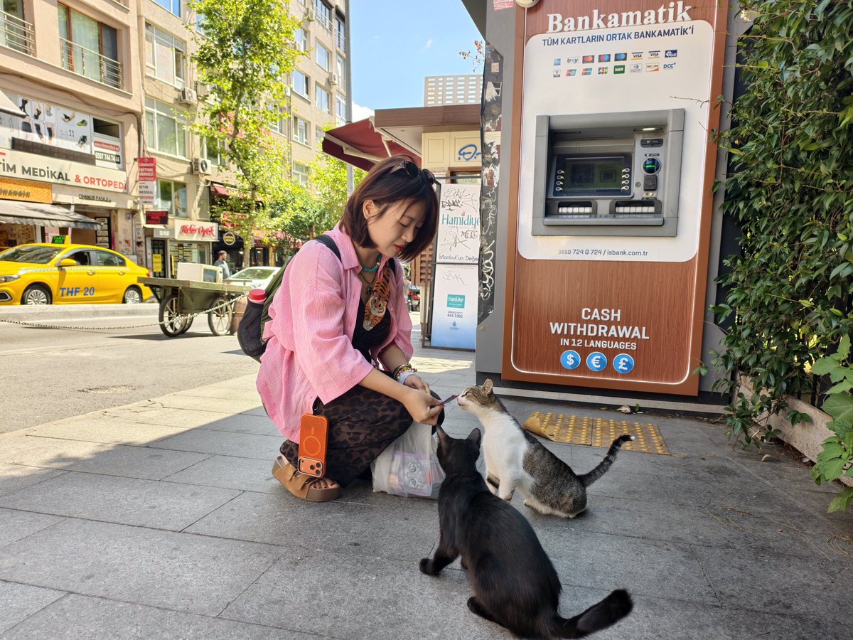 Nerisaafm's tweet photo. Istanbul cat https://t.co/klmMBZVh9W