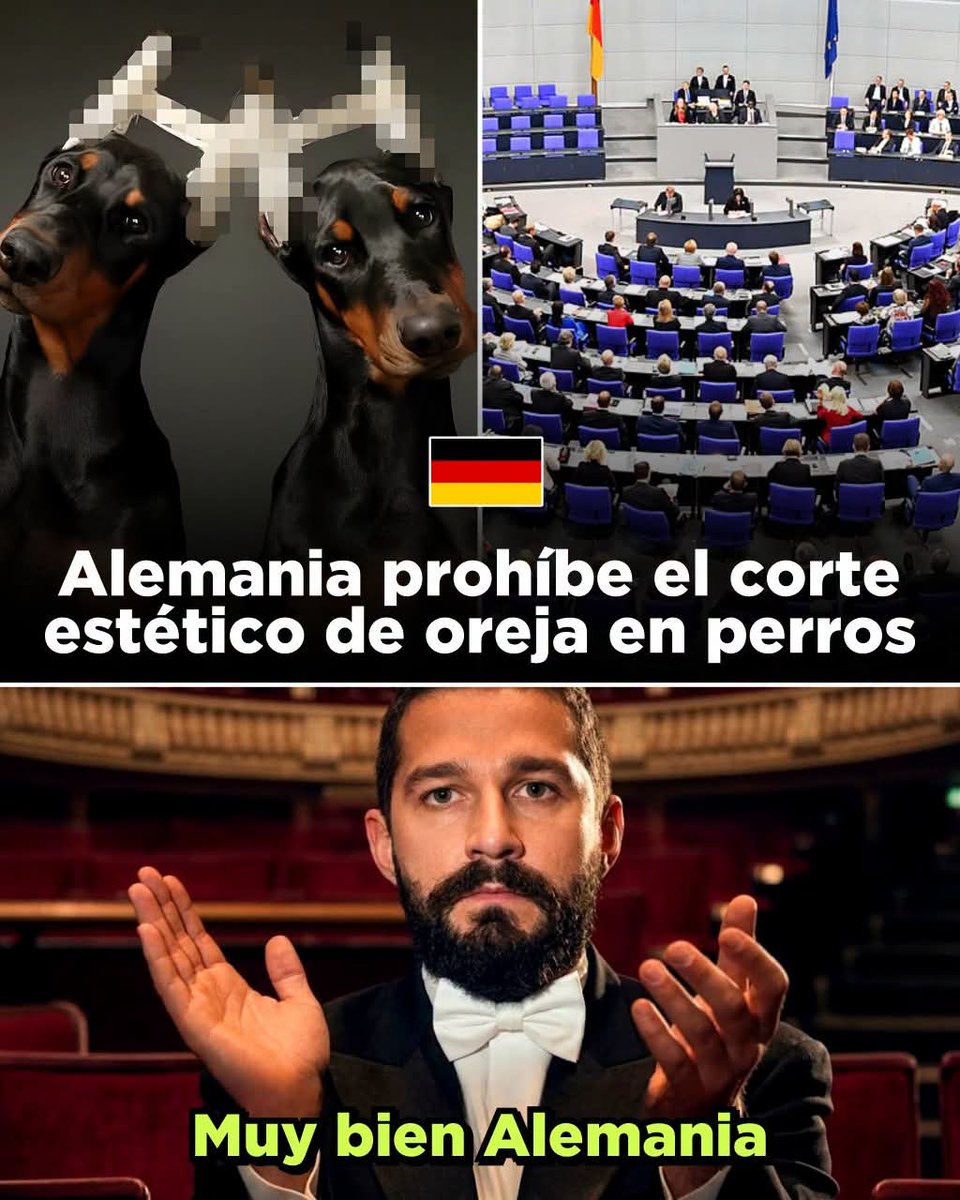 En_jupiter_'s tweet photo. TODOS LOS APLAUSOS PARA ALEMANIA, POR FAVOR!!! 🇩🇪👏

Oficialmente Alemania ha prohibido el corte de orejas de cachorros por "SIMPLE" estética

La legislación alemana de bienestar animal ha calificado estas intervenciones una mutilación innecesaria y solo permite excepciones muy específicas, como tratamientos veterinarios o algunos casos regulados para determinados perros de trabajo