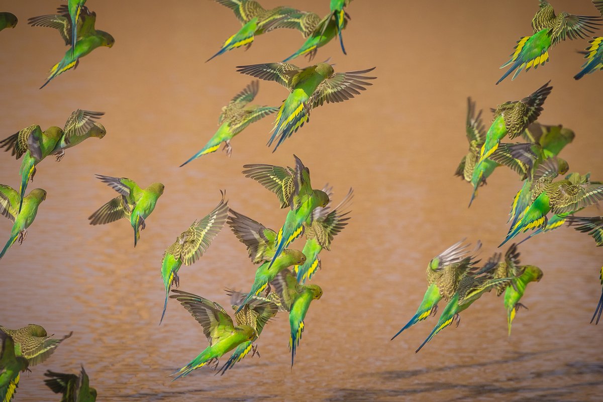 AAKNatureWatch's tweet photo. 高速で複雑な編隊飛行を見せる野生のセキセイインコ達がめったに互いに激突しないのはどうなっているのか？という研究が昔ボーイングの後援で行われた。結果、衝突の危険がある瞬間双方のセキセイが『必ず右側に避ける』ルールを持っていることが確認された。また雑多な密集に見えても実は各自『私は群れの上辺』や『オレやや左後方』などある程度決まった位置を飛んでいることも発見された。