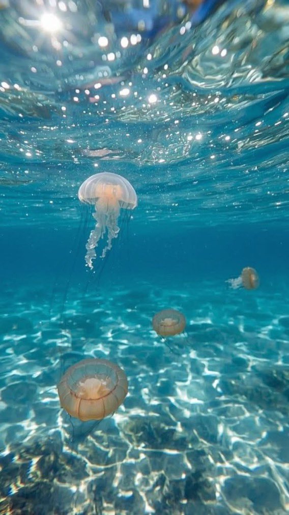 _Naturaee's tweet photo. Into the blue https://t.co/c1df3ZPa8L