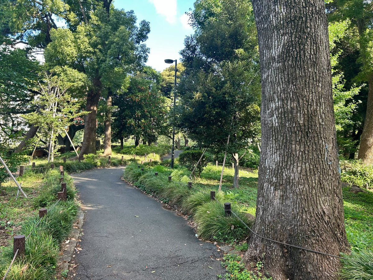 JuliaLongbottom's tweet photo. 日本を離れるまで、あと14日。

今朝は、北の丸公園、日本武道館、千鳥ヶ淵を巡るお気に入りのコースを走りました。心地よい風、青い空、そして美しい景色。気分もすっきり！

#私の好きな日本 https://t.co/LCZ6cMjikd