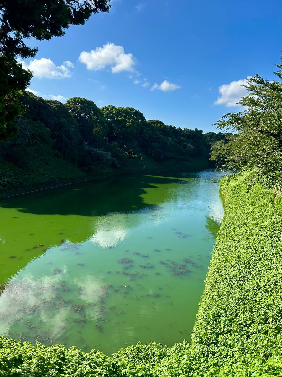 JuliaLongbottom's tweet photo. 日本を離れるまで、あと14日。

今朝は、北の丸公園、日本武道館、千鳥ヶ淵を巡るお気に入りのコースを走りました。心地よい風、青い空、そして美しい景色。気分もすっきり！

#私の好きな日本 https://t.co/LCZ6cMjikd