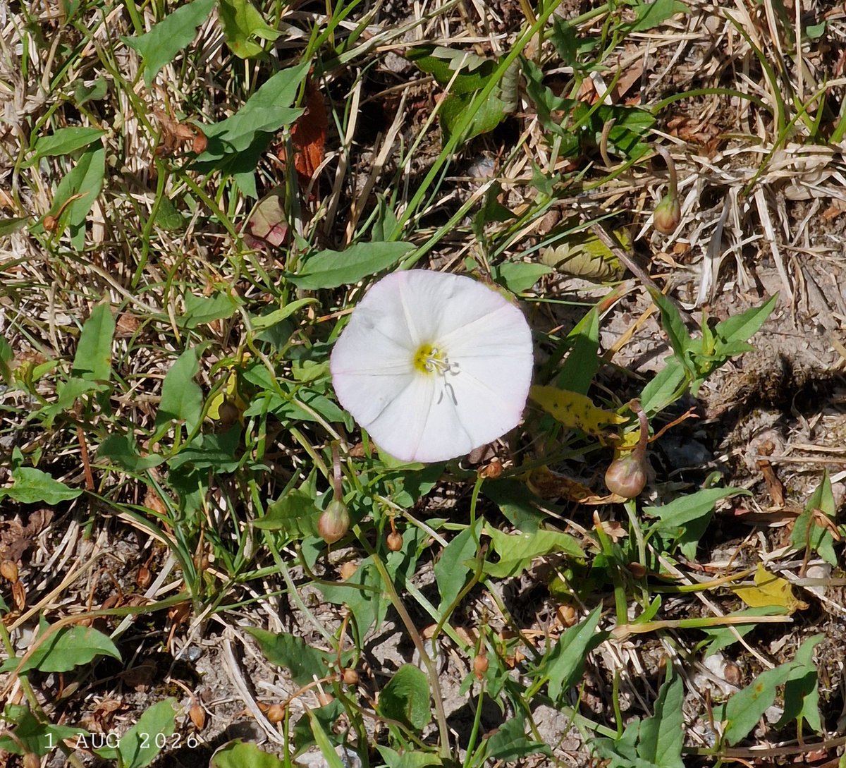 IDadzkov's tweet photo. Field bindweed flower. Åkervindas blomma. Цветок вьюнка полевого.
#nature #flowers #FieldBindweed #åkervinda #FlowersPhoto https://t.co/NS9QE4HIFt