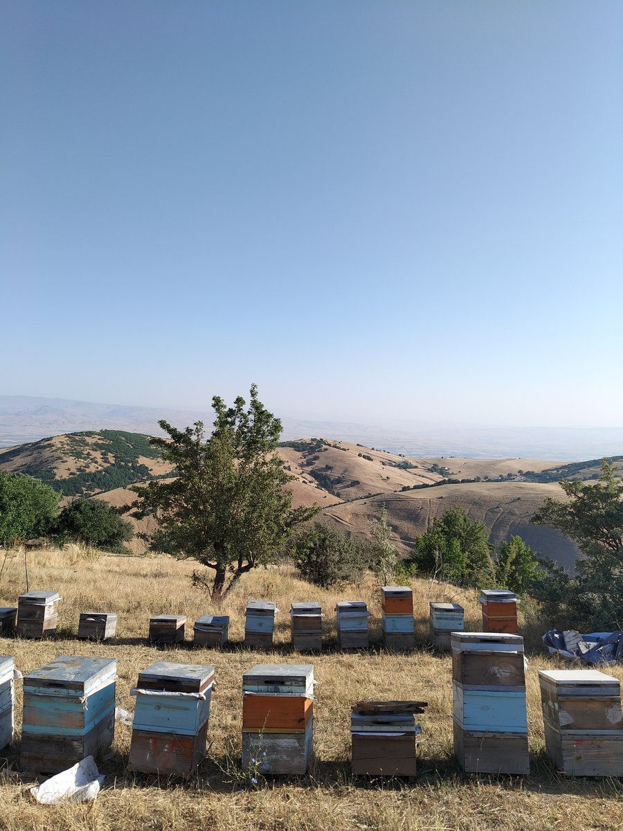 IsikUnuvar's tweet photo. Rojbaş 🍯☀️ https://t.co/93XQ0Wced4